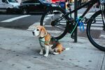 小猎兔犬