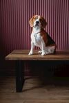小猎兔犬