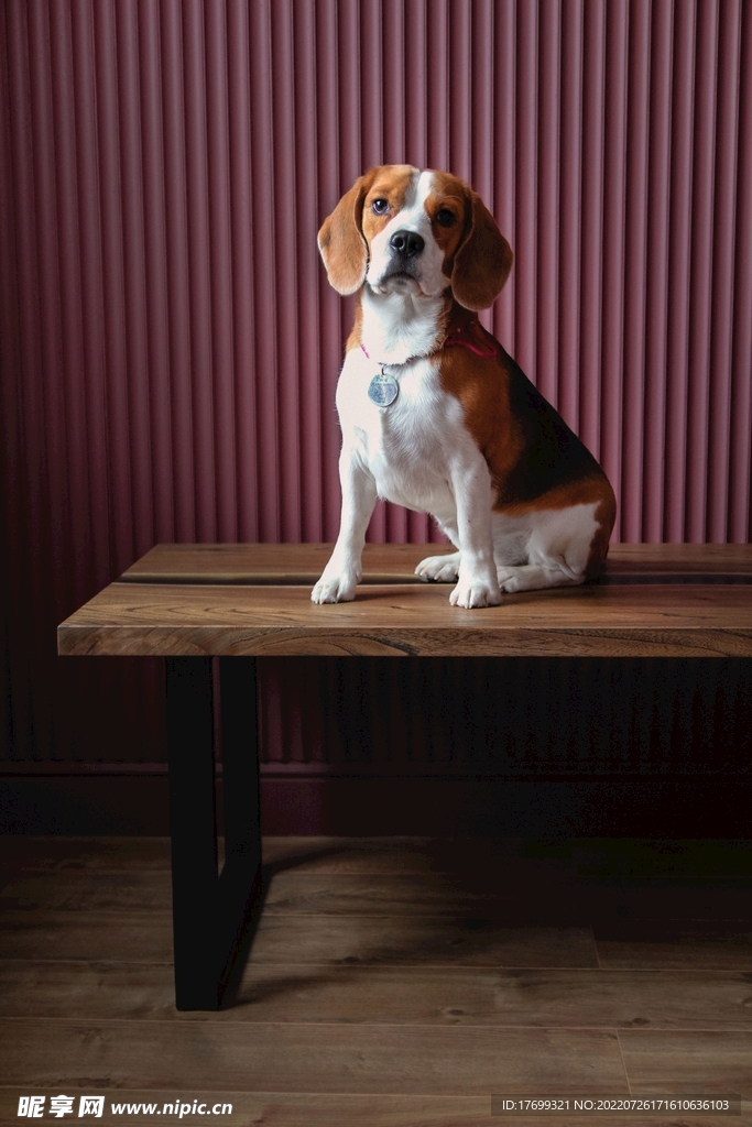 小猎兔犬