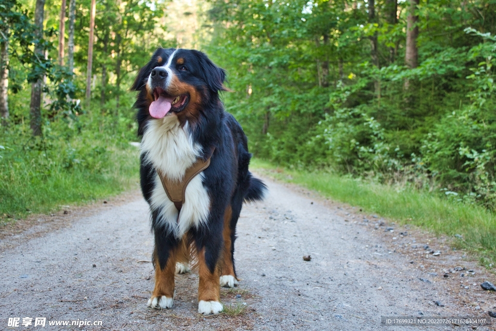 瑞士伯恩山犬