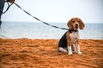 小猎兔犬