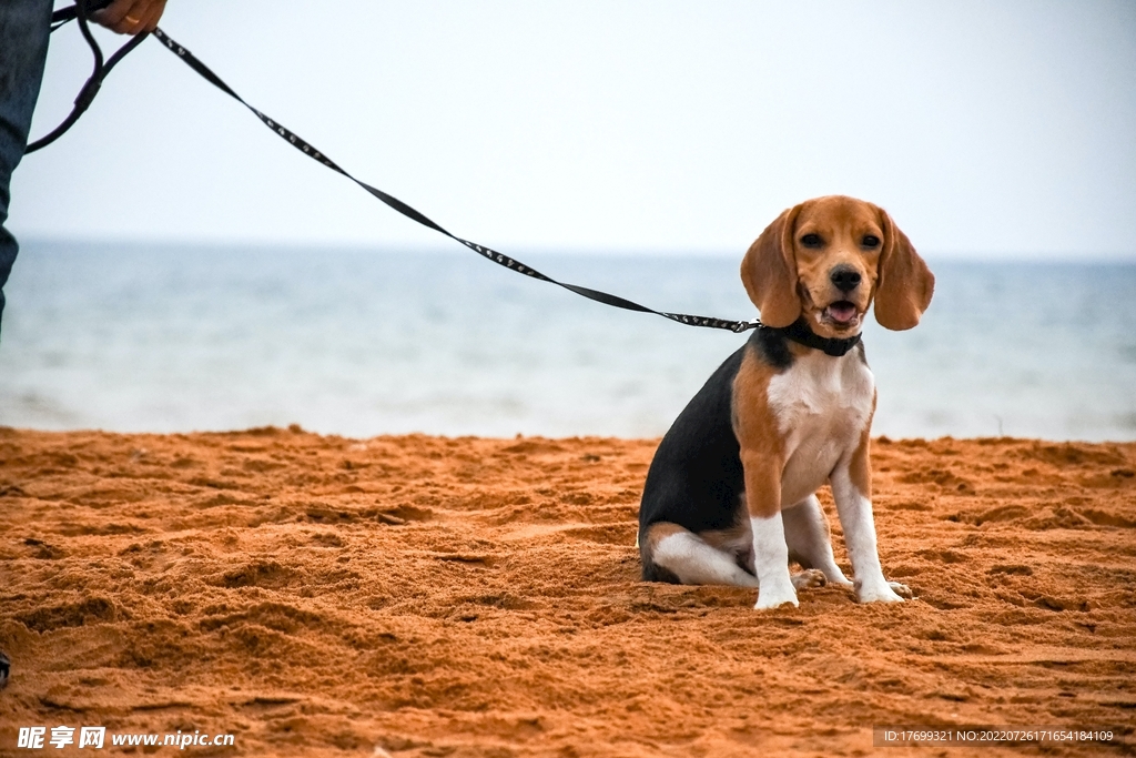 小猎兔犬