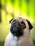 法斗犬