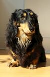 腊肠犬