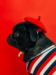 黑色法斗犬