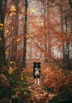 瑞士伯恩山犬