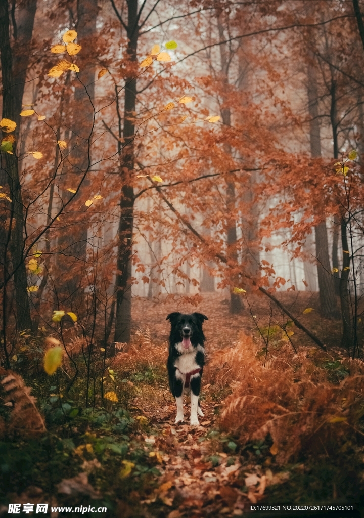 瑞士伯恩山犬