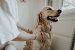 金毛犬