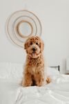 泰迪犬