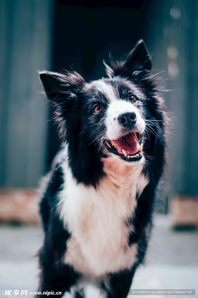 瑞士伯恩山犬