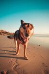牧羊犬