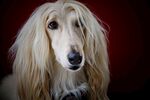 阿富汗猎犬