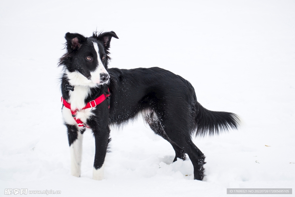 瑞士伯恩山犬