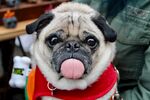 法斗犬