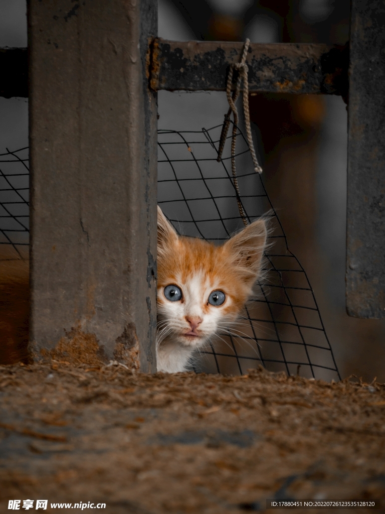 猫