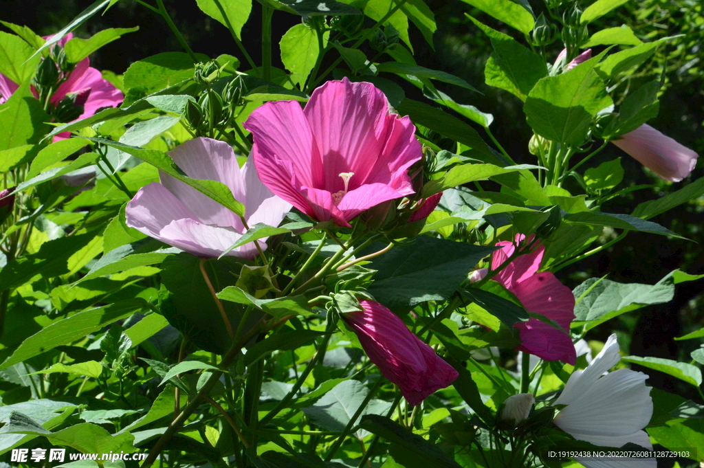 芙蓉葵 