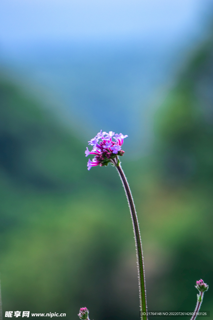 花一