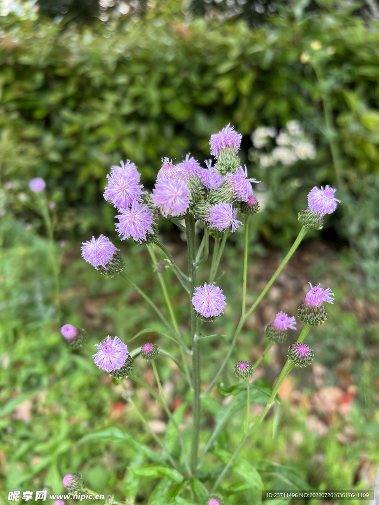 常见却不认识的花 泥胡菜