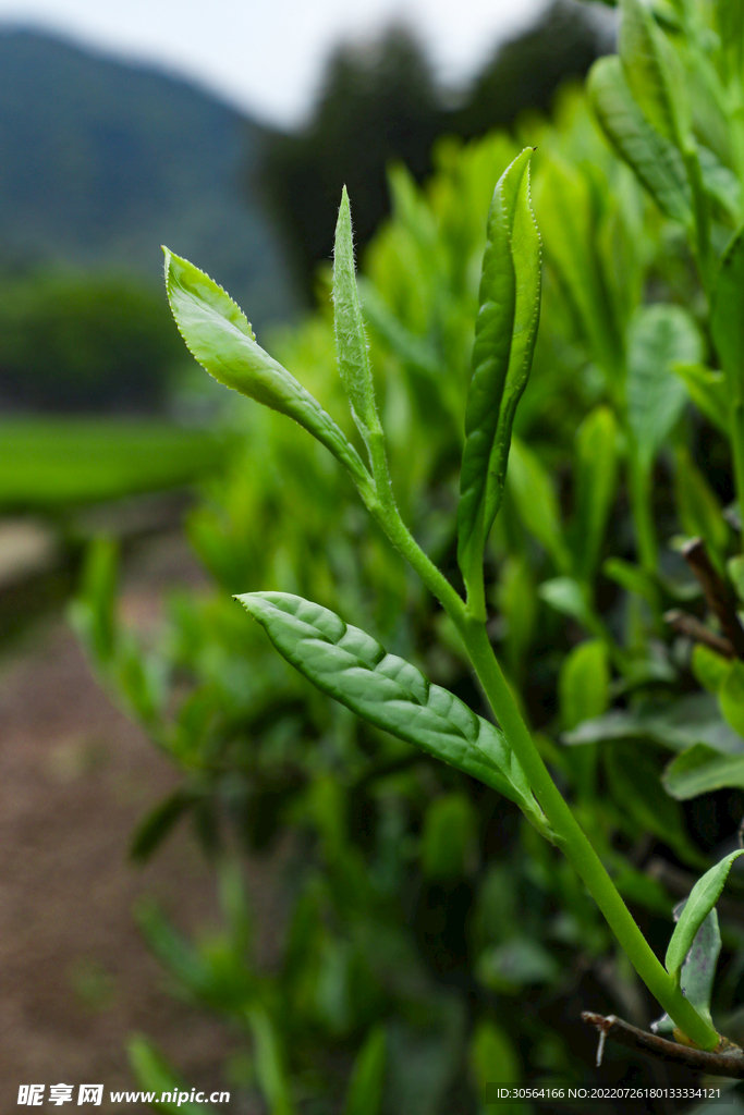 户外茶园嫩芽
