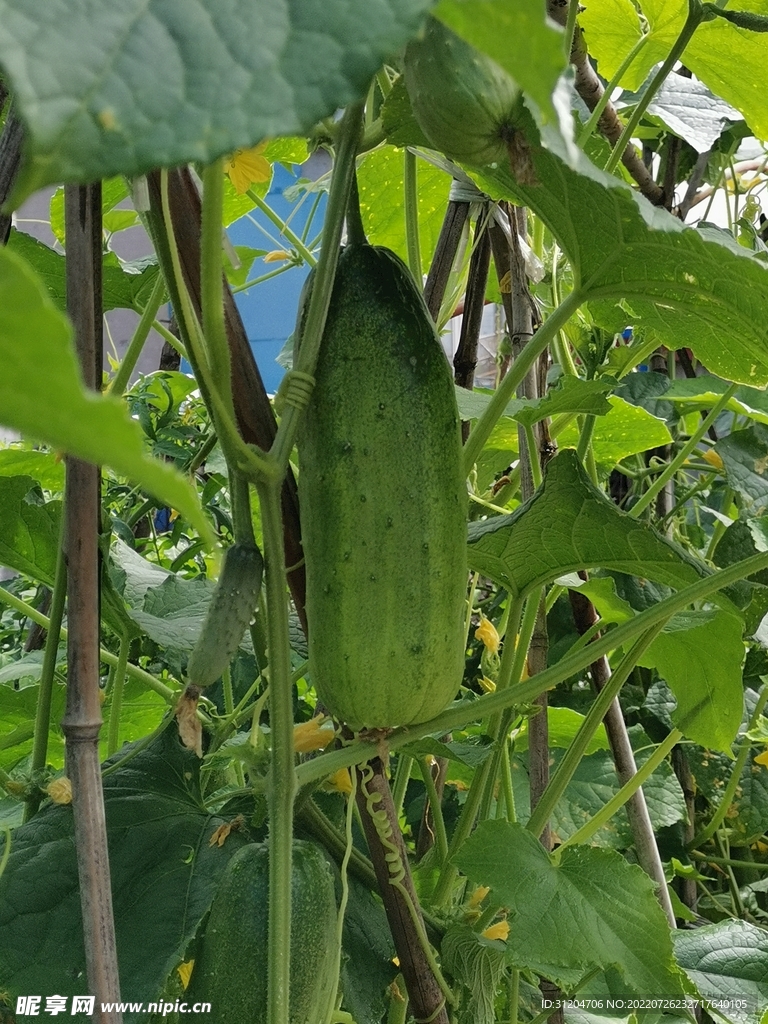 黄瓜