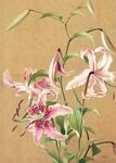 百合花