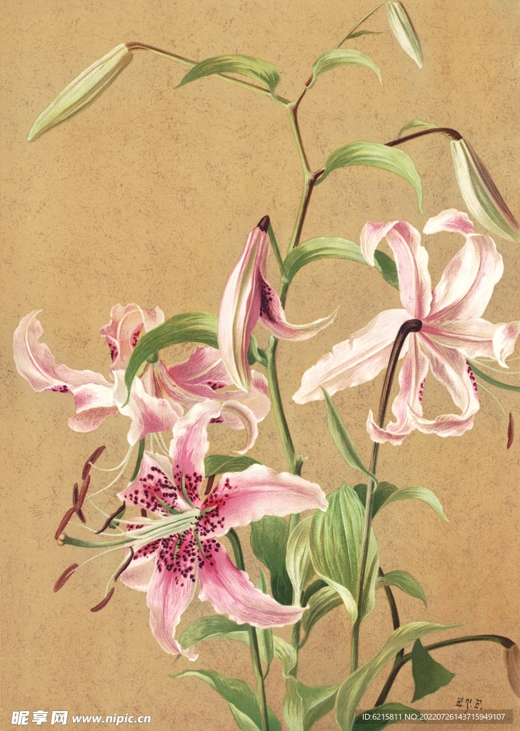 百合花