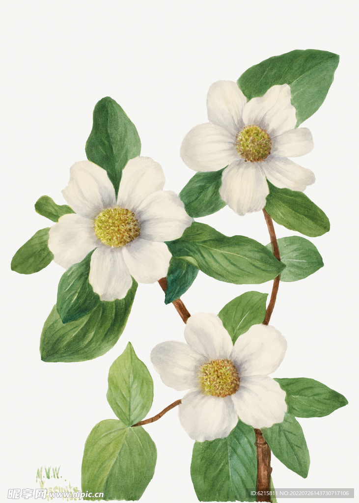 花