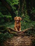 狗