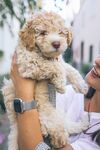 狗