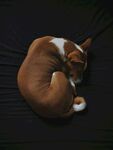 狗