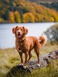 金毛犬