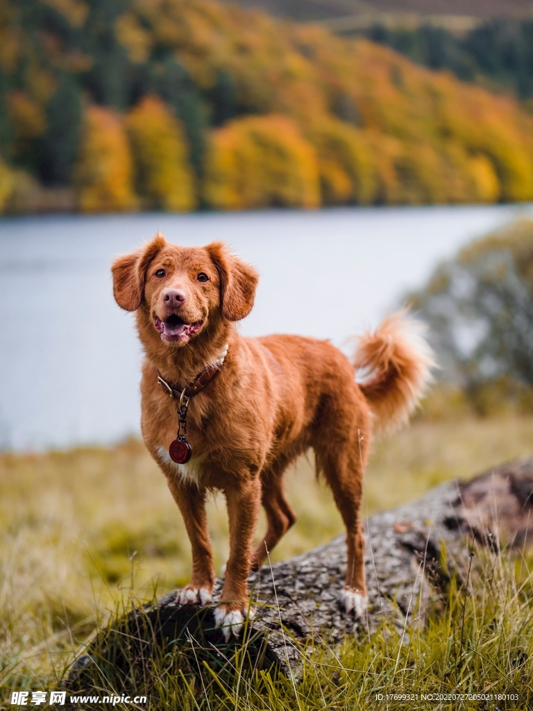 金毛犬