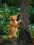 金毛犬