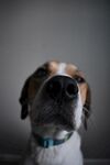 狗