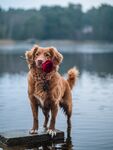 狗