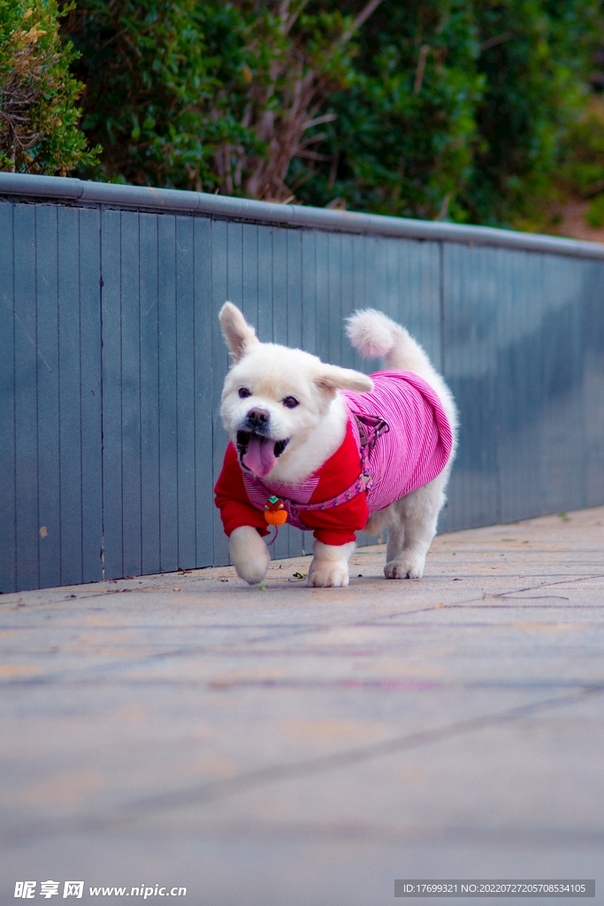 狗
