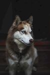 狼狗