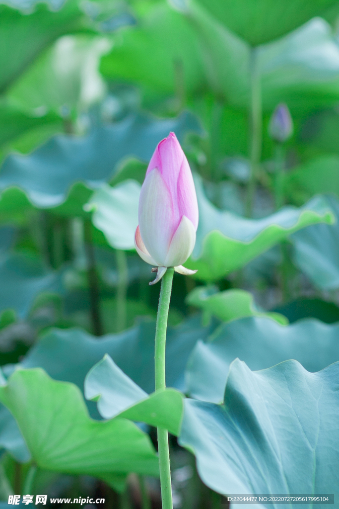 荷花花苞