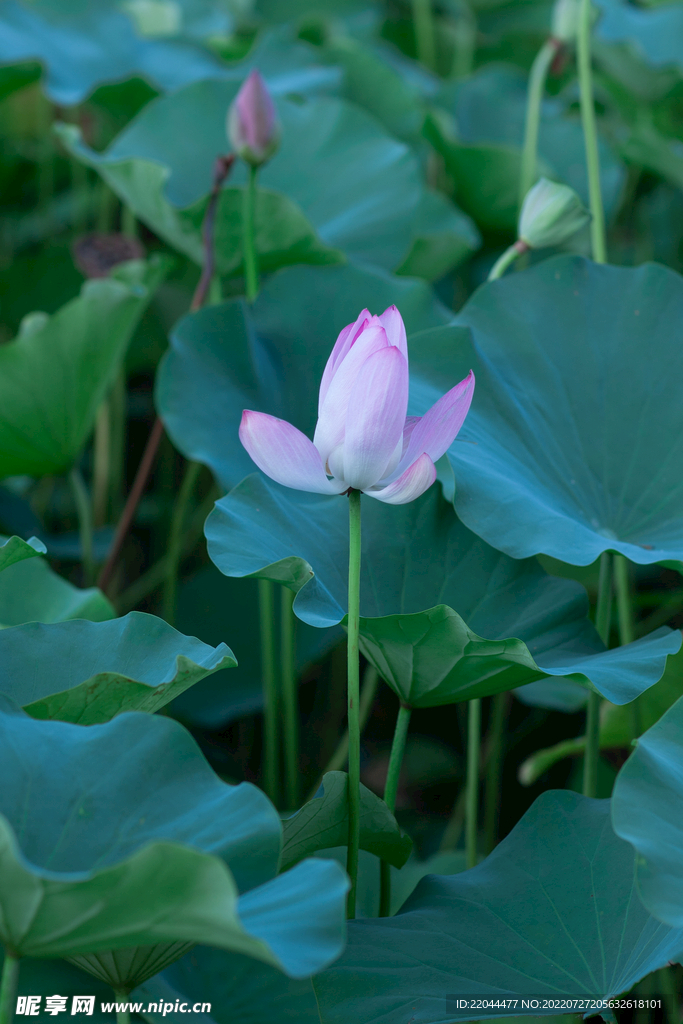 荷花 深色