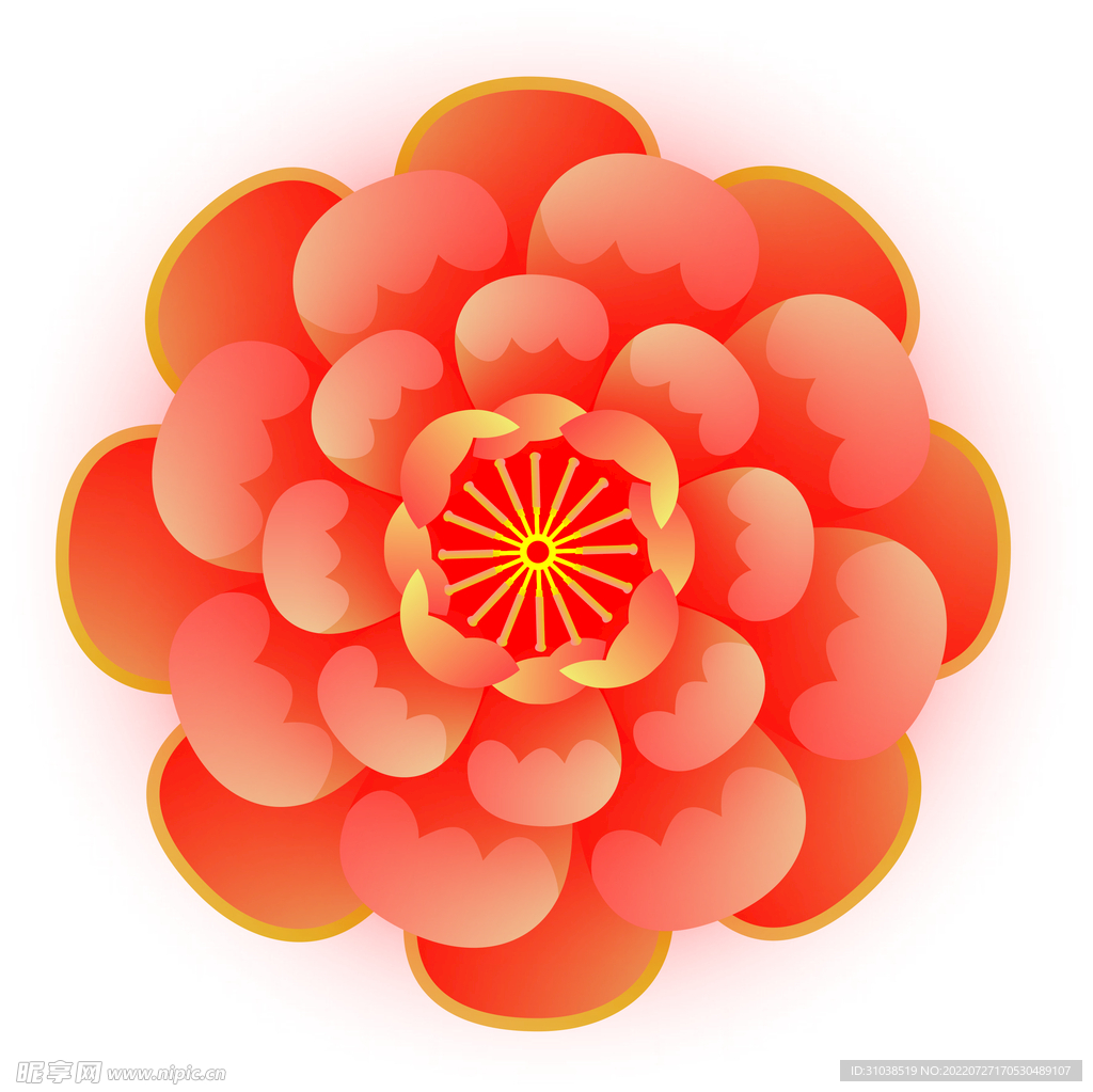 牡丹花