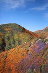 山