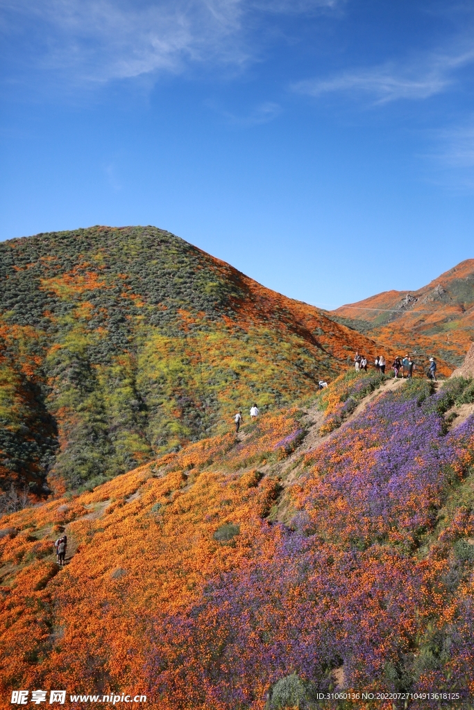 山