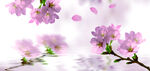 手绘桃花插画海报图片