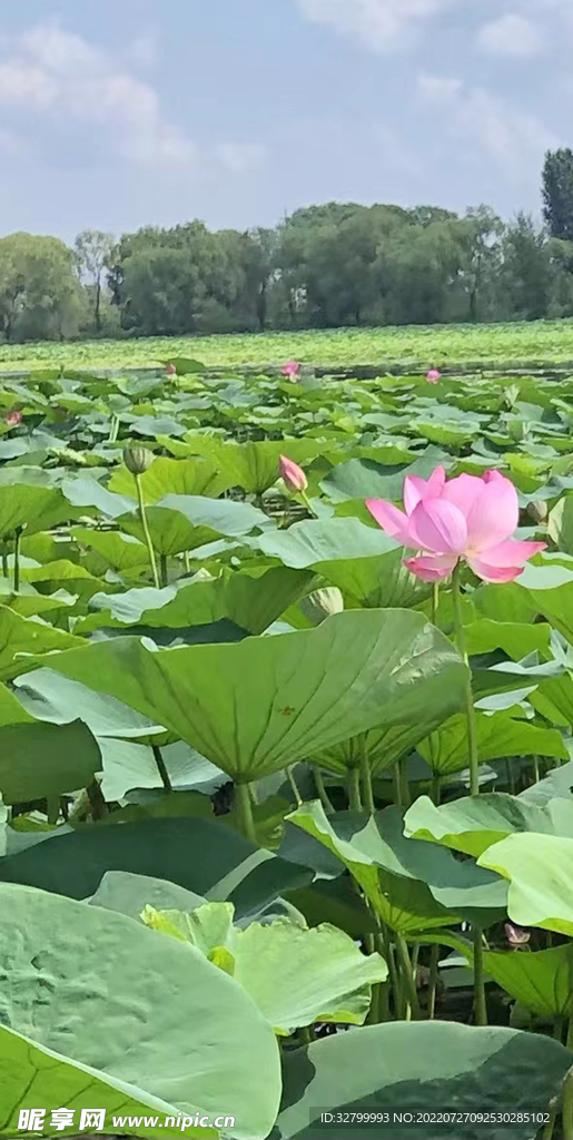 荷花