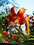 百合花