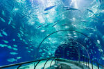 上海海洋水族馆 