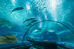 上海海洋水族馆