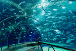 上海海洋水族馆 