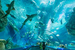 上海海洋水族馆