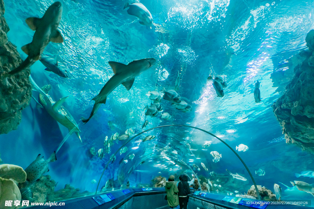 上海海洋水族馆